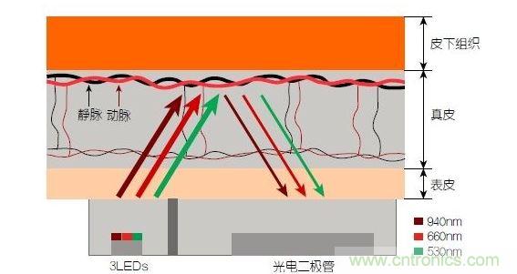 反射光脈搏測(cè)量原理。傳感器發(fā)出的光透過(guò)皮膚和組織，一部分被吸收，一部分被反射回檢測(cè)器。因?yàn)閯?dòng)脈中的血流量隨心臟的每次跳動(dòng)會(huì)有所變化，因此光線被吸收的量以及檢測(cè)器收到的信號(hào)強(qiáng)度也會(huì)隨之發(fā)生改變。綠光可以在手腕處提供最佳結(jié)果，而紅光和紅外光一般用于手指測(cè)量。 8