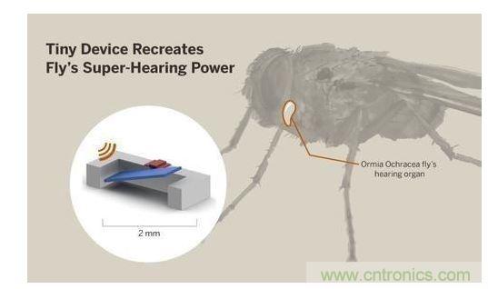 顯示研究人員們經(jīng)由這種寄生蠅的聲音處理機(jī)制啟發(fā)，開發(fā)出一款低功耗的麥克風(fēng)組件。